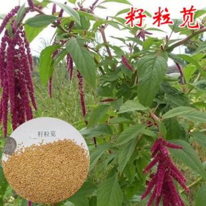 美国籽粒苋种子优质牧草种子高产牧草种子高营养