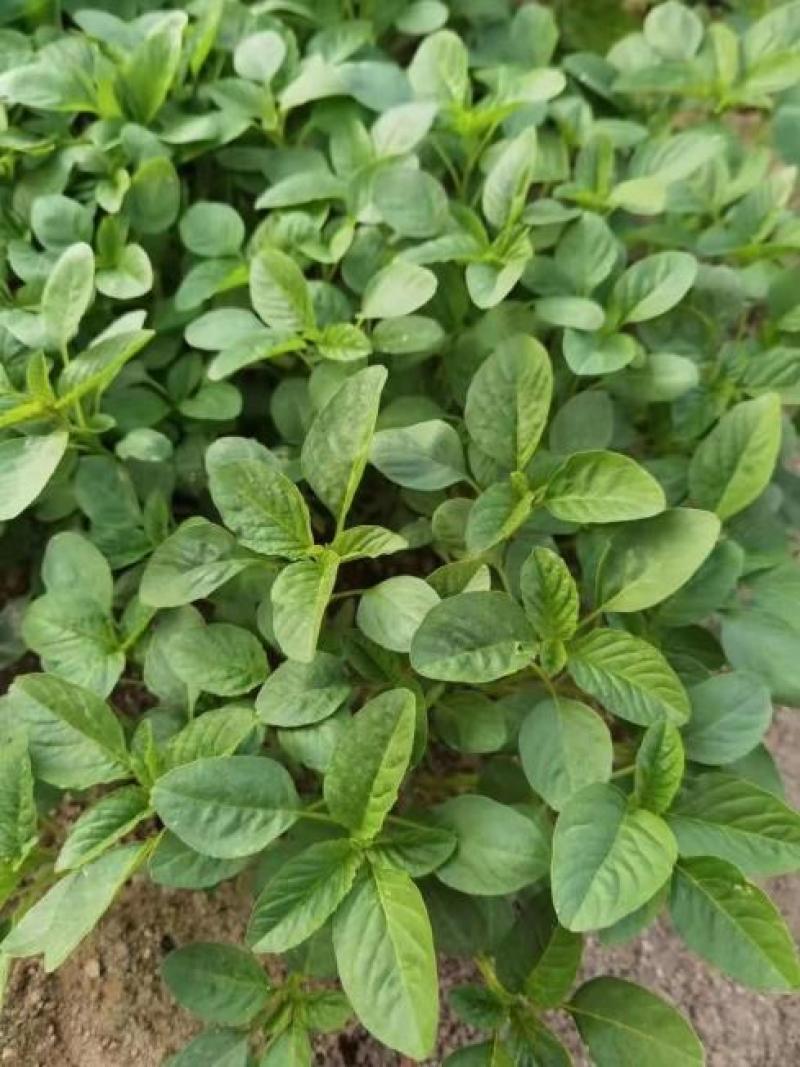 美国籽粒苋种子优质牧草种子高产牧草种子高营养