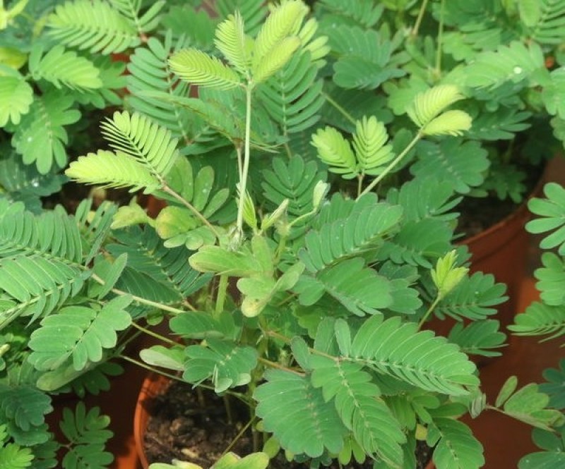 含羞草花种子奇趣植物害羞草种子盆栽植物阳台室内花籽