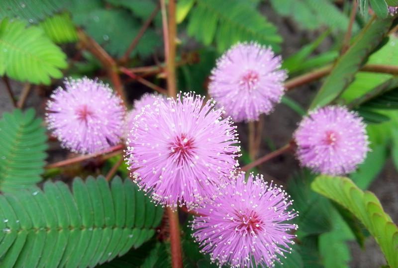 含羞草花种子奇趣植物害羞草种子盆栽植物阳台室内花籽