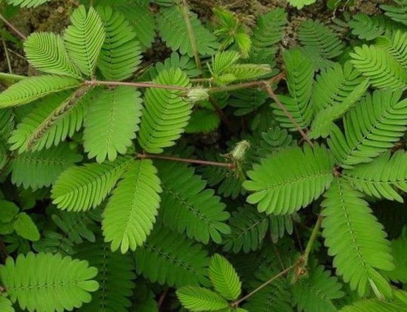 含羞草花种子奇趣植物害羞草种子盆栽植物阳台室内花籽