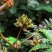 含羞草花种子奇趣植物害羞草种子盆栽植物阳台室内花籽