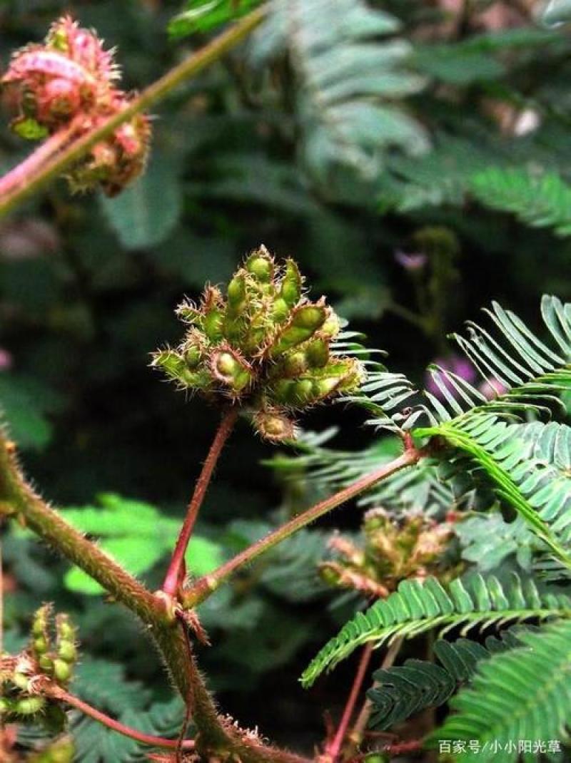 含羞草花种子奇趣植物害羞草种子盆栽植物阳台室内花籽