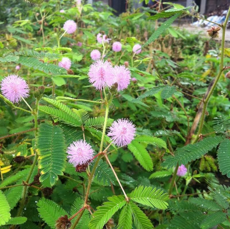 含羞草花种子奇趣植物害羞草种子盆栽植物阳台室内花籽