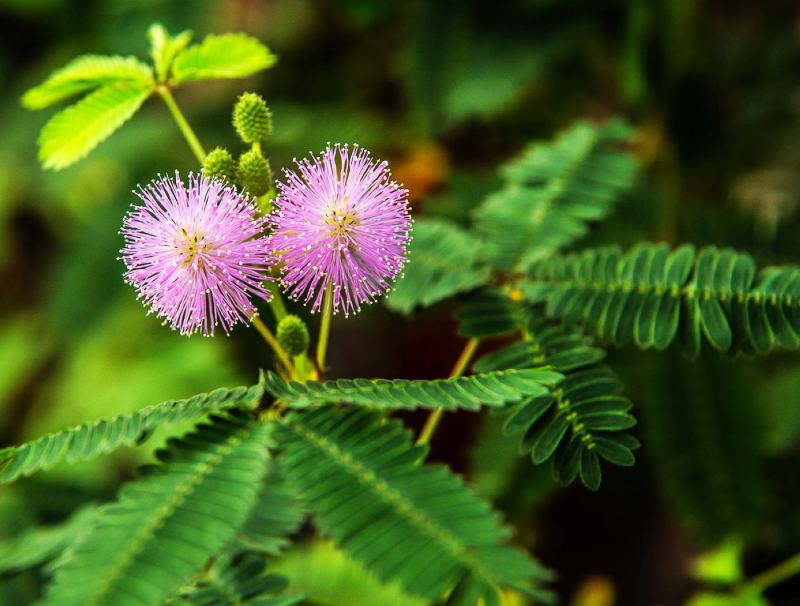 含羞草花种子奇趣植物害羞草种子盆栽植物阳台室内花籽