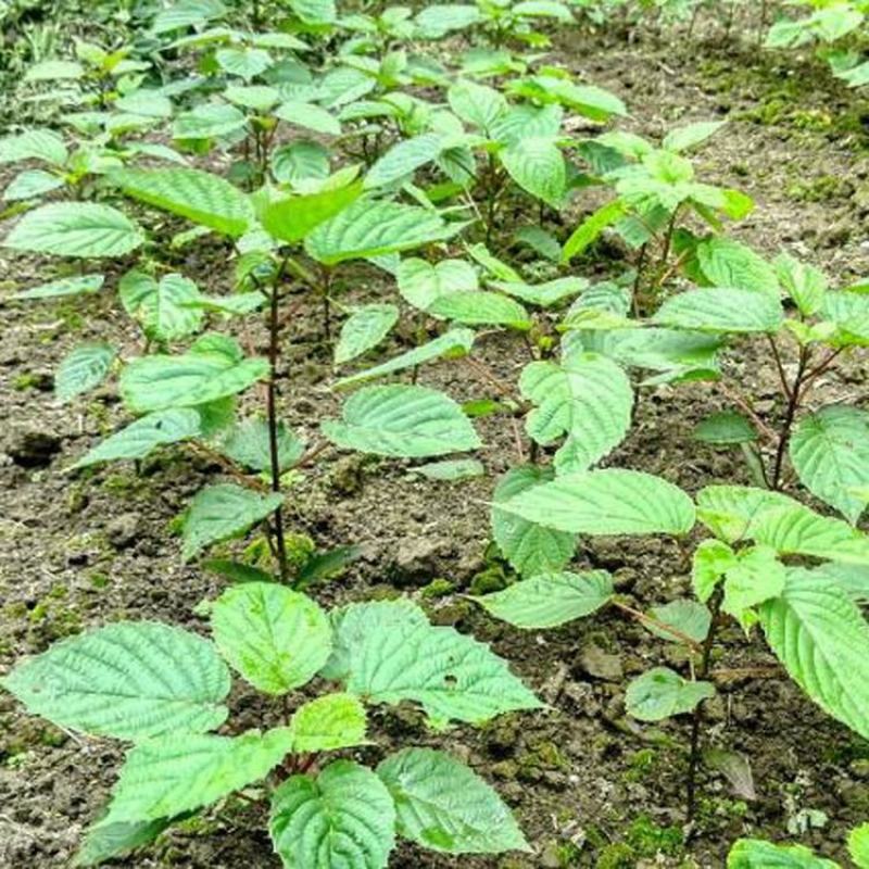 优质林木种子珙桐种子别名水梨子鸽子树种子鸽子花树种籽