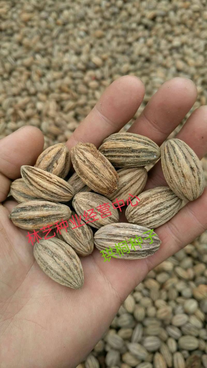 优质林木种子珙桐种子别名水梨子鸽子树种子鸽子花树种籽