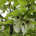 优质林木种子珙桐种子别名水梨子鸽子树种子鸽子花树种籽