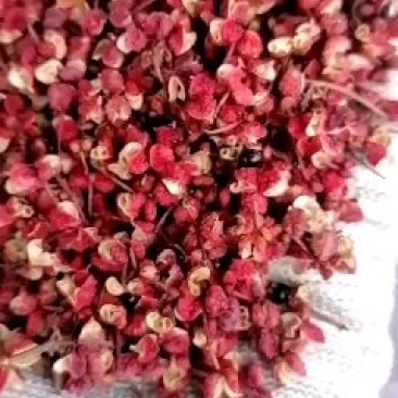甘肃大红袍，价格合理