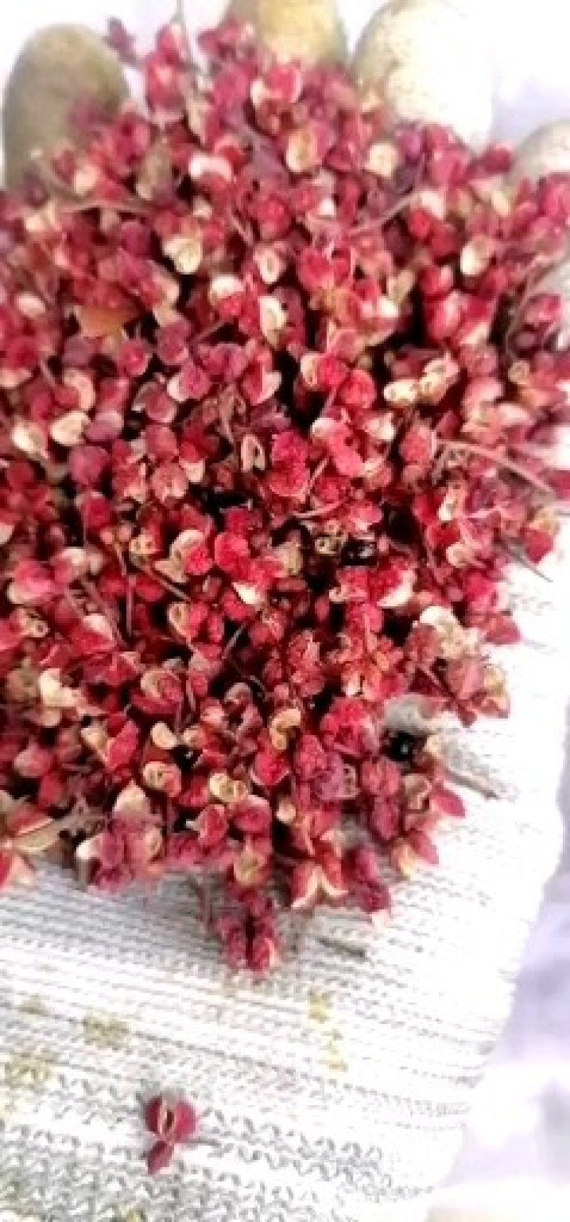 甘肃大红袍，价格合理