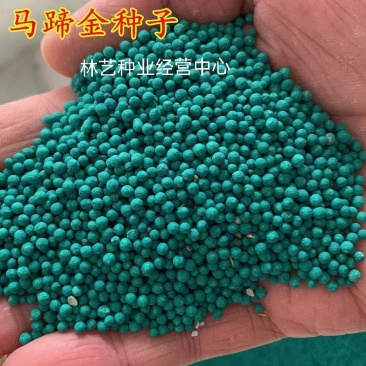 马蹄金种子铜钱草种子草坪种子绿化草籽景区观赏庭院种植