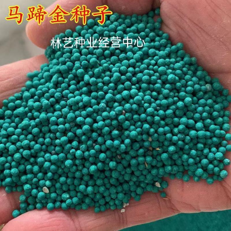 马蹄金种子铜钱草种子草坪种子绿化草籽景区观赏庭院种植