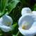 彩色马蹄莲种球马蹄莲种子带芽花苗花卉室内盆栽马蹄莲花种