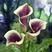 彩色马蹄莲种球马蹄莲种子带芽花苗花卉室内盆栽马蹄莲花种