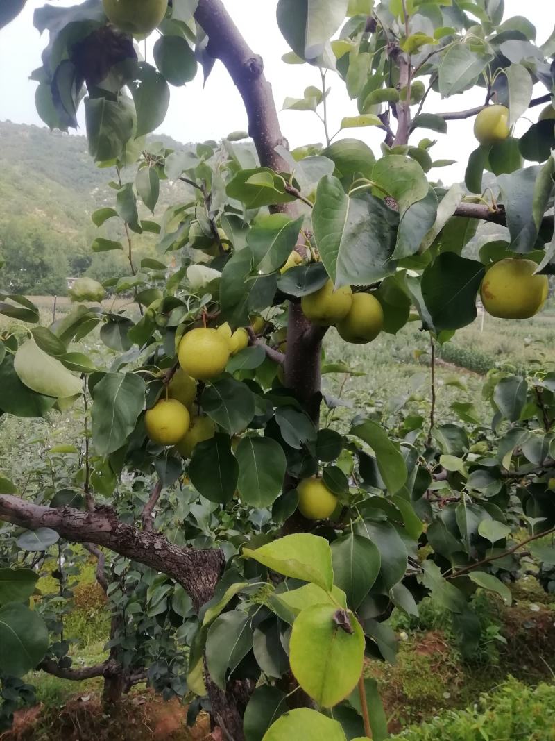 河北省秦皇岛市青龙县大山皇冠梨又甜又脆，正在热售中。