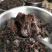 牛肉干/正宗牛肉干/味道十足牛肉干/土牛肉干
