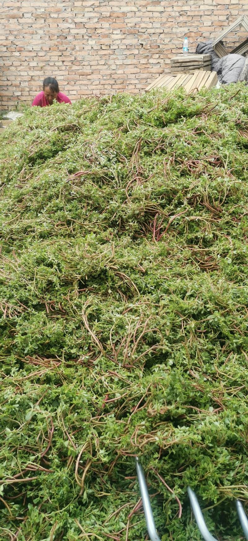 马齿苋野生马齿苋现挖现卖日供50吨货源充足