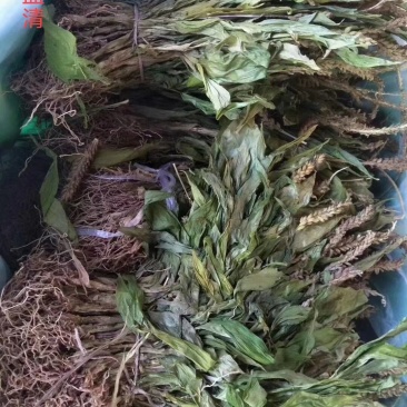 纯野生见血清干货