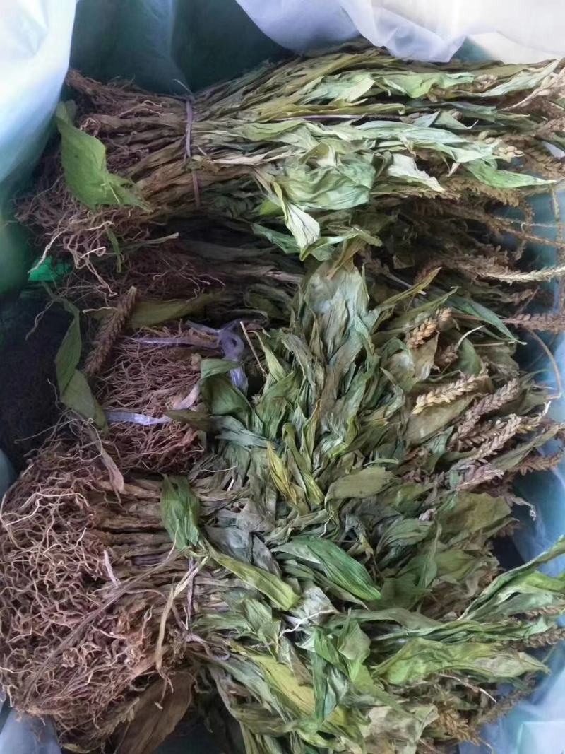 纯野生见血清干货