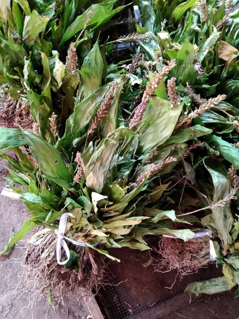 纯野生见血清干货