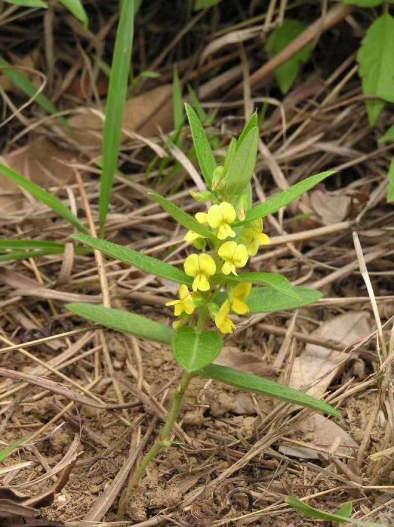 野生鸡头薯鲜货
