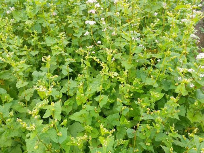 黑苦荞麦种子山西灵丘苦荞原料种子非四川内蒙云南大凉山黑苦