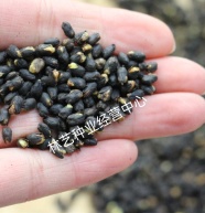 小米草种子草籽水稗草种子耐寒牧草矿山修复客土喷播护坡草坪