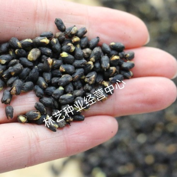 黑苦荞麦种子山西灵丘苦荞原料种子非四川内蒙云南大凉山黑苦