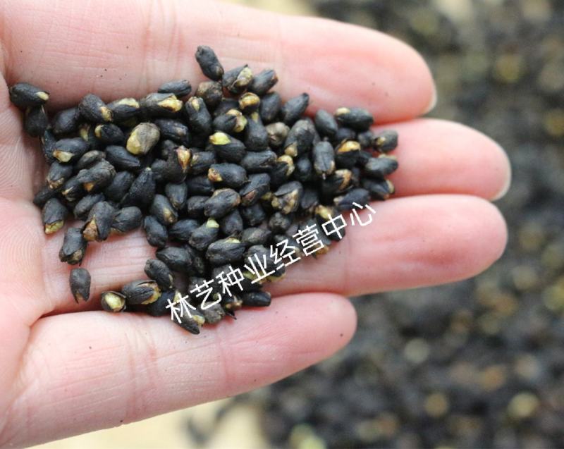 黑苦荞麦种子山西灵丘苦荞原料种子非四川内蒙云南大凉山黑苦