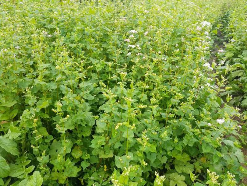 黑苦荞麦种子山西灵丘苦荞原料种子非四川内蒙云南大凉山黑苦