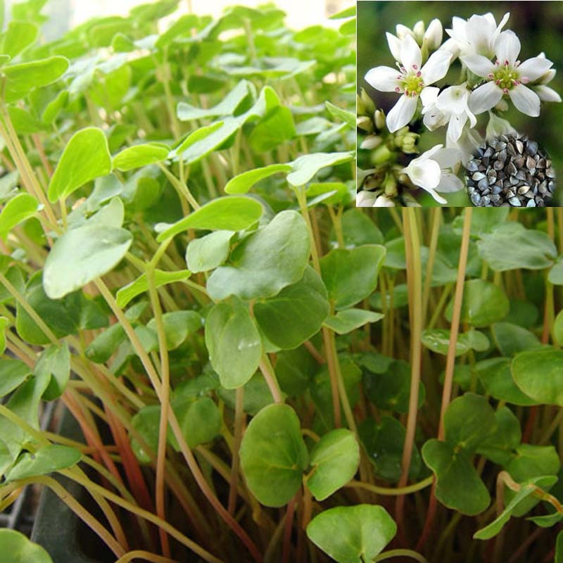 黑苦荞麦种子山西灵丘苦荞原料种子非四川内蒙云南大凉山黑苦