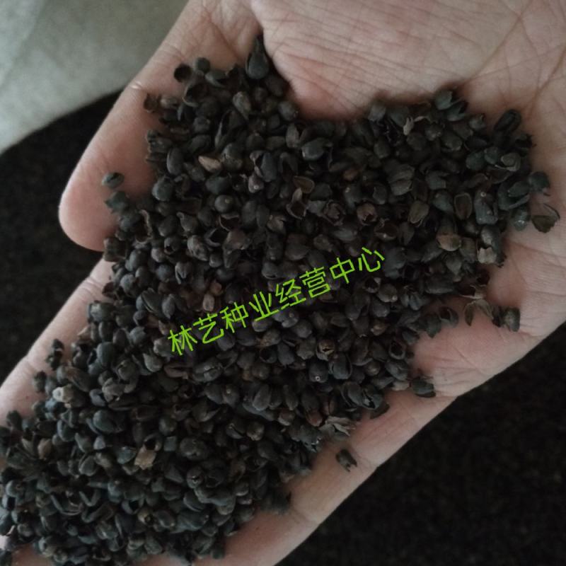 黑苦荞麦种子山西灵丘苦荞原料种子非四川内蒙云南大凉山黑苦