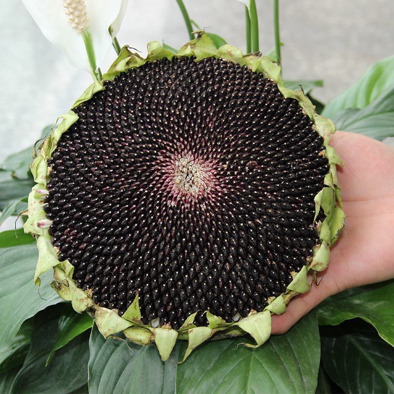 观赏向日葵花种子易活矮向日葵种子花海室外庭院易种花卉种子