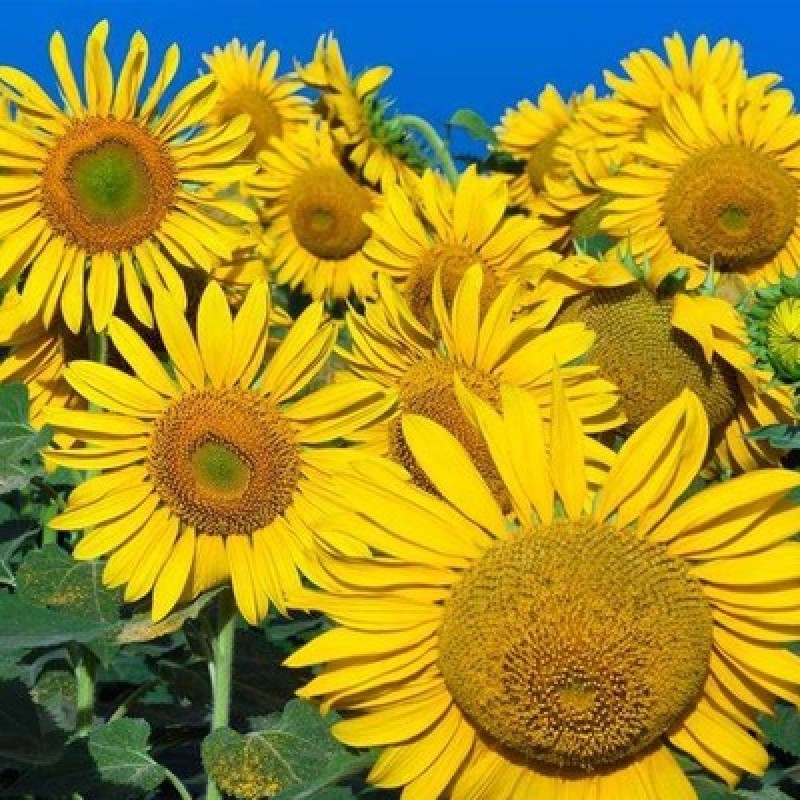 观赏向日葵花种子易活矮向日葵种子花海室外庭院易种花卉种子