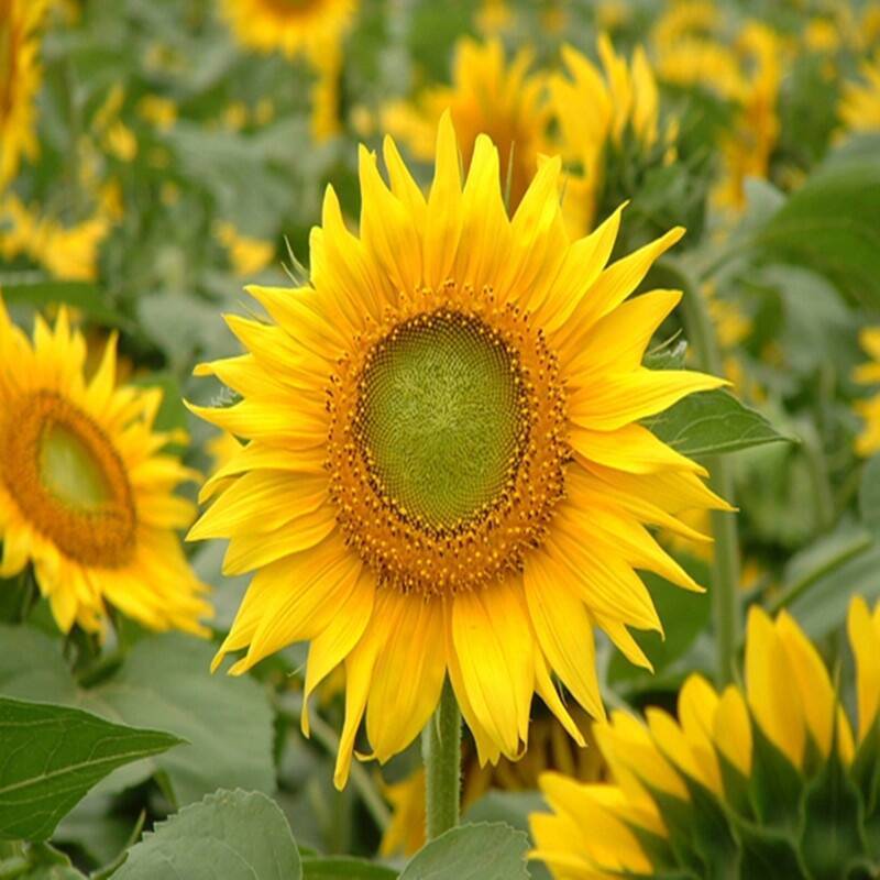 观赏向日葵花种子易活矮向日葵种子花海室外庭院易种花卉种子