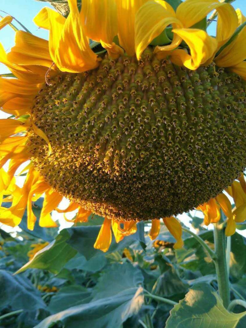 观赏向日葵花种子易活矮向日葵种子花海室外庭院易种花卉种子