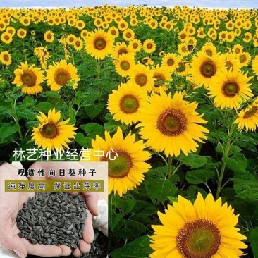 观赏向日葵花种子易活矮向日葵种子花海室外庭院易种花卉种子