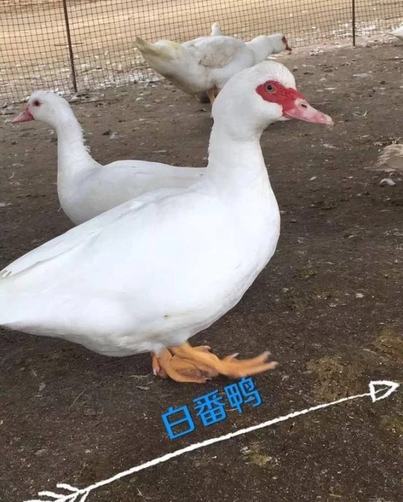 大种白番鸭番鸭苗白西洋鸭公可长10斤左右