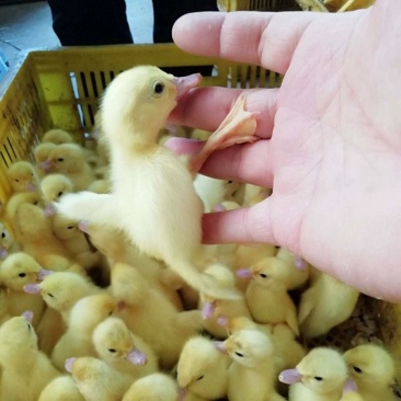 大种白番鸭番鸭苗白西洋鸭公可长10斤左右