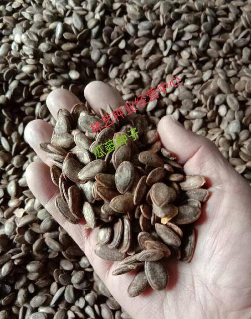 瓜蒌种子瓜楼种籽吊瓜籽种药用食用中药材爬藤天花粉栝楼籽