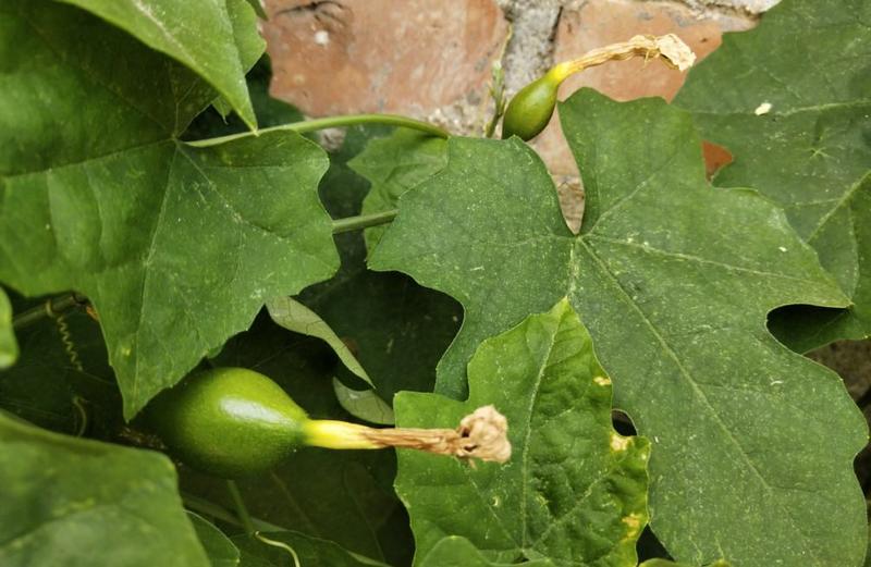 瓜蒌种子瓜楼种籽吊瓜籽种药用食用中药材爬藤天花粉栝楼籽
