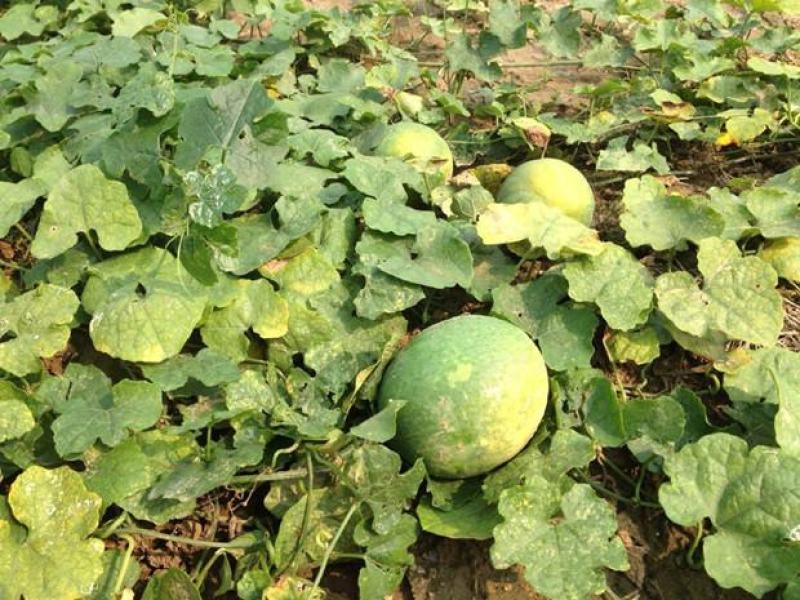 瓜蒌种子瓜楼种籽吊瓜籽种药用食用中药材爬藤天花粉栝楼籽