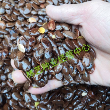 瓜蒌种子瓜楼种籽吊瓜籽种药用食用中药材爬藤天花粉栝楼籽