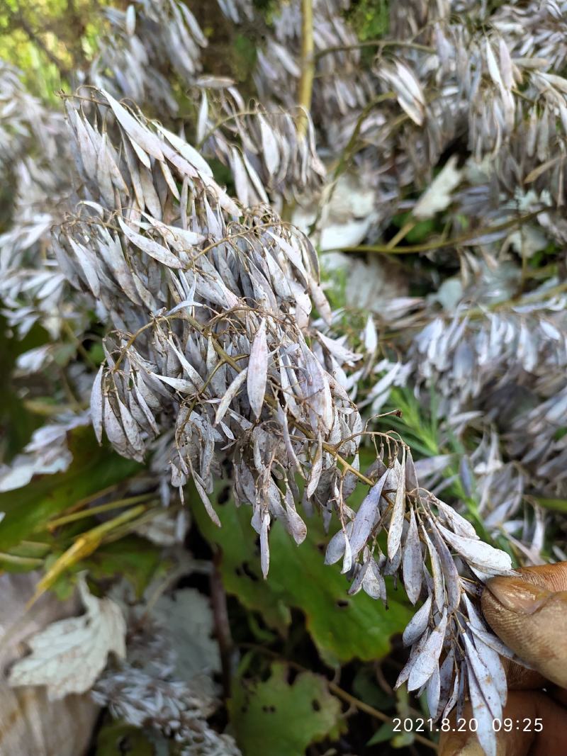 博落回籽成熟度好干净发芽率高值得种植