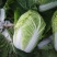 张家口蔚县精品矮颗荷花菜3456斤一手货源保质保量