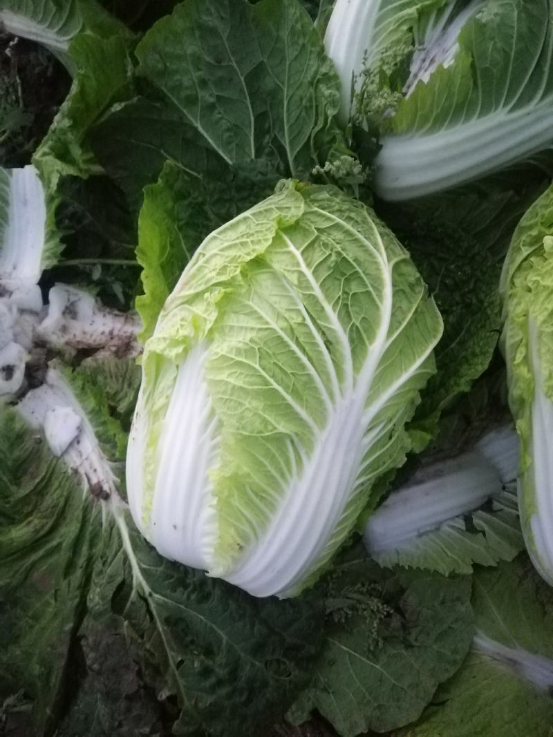张家口蔚县精品矮颗荷花菜3456斤一手货源保质保量