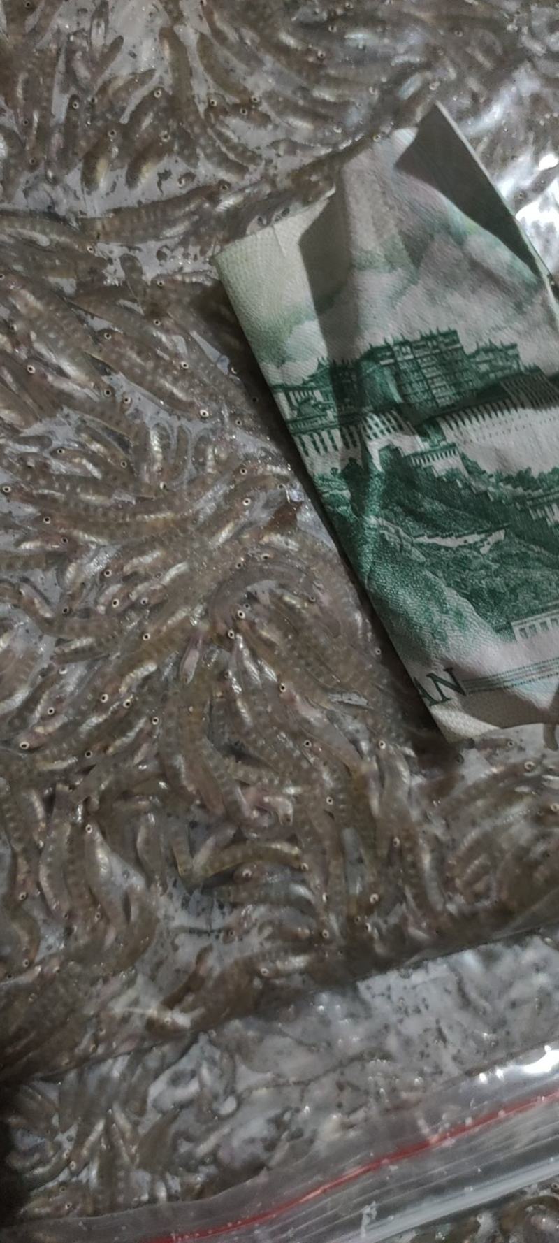 小黄鱼干，冻板，自然风干都有