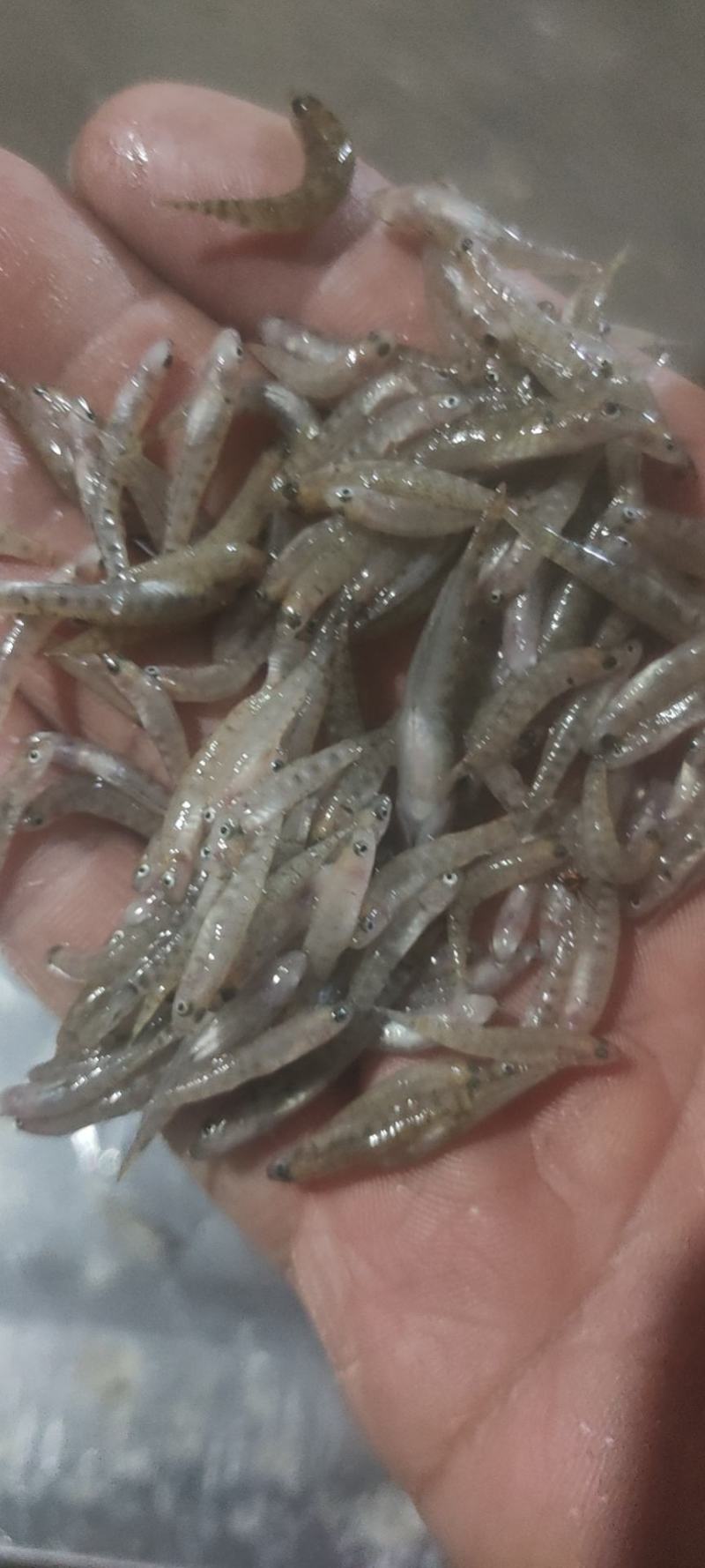 小黄鱼干，冻板，自然风干都有