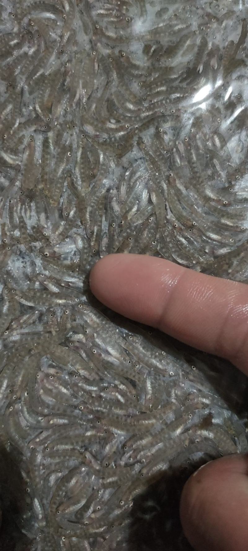 小黄鱼干，冻板，自然风干都有