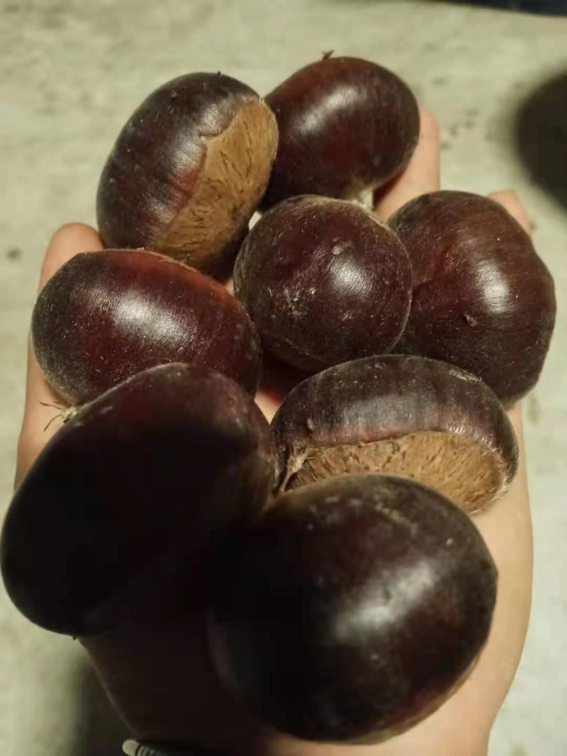 板栗
